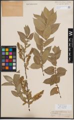 Foto von Salix cordata Michx.